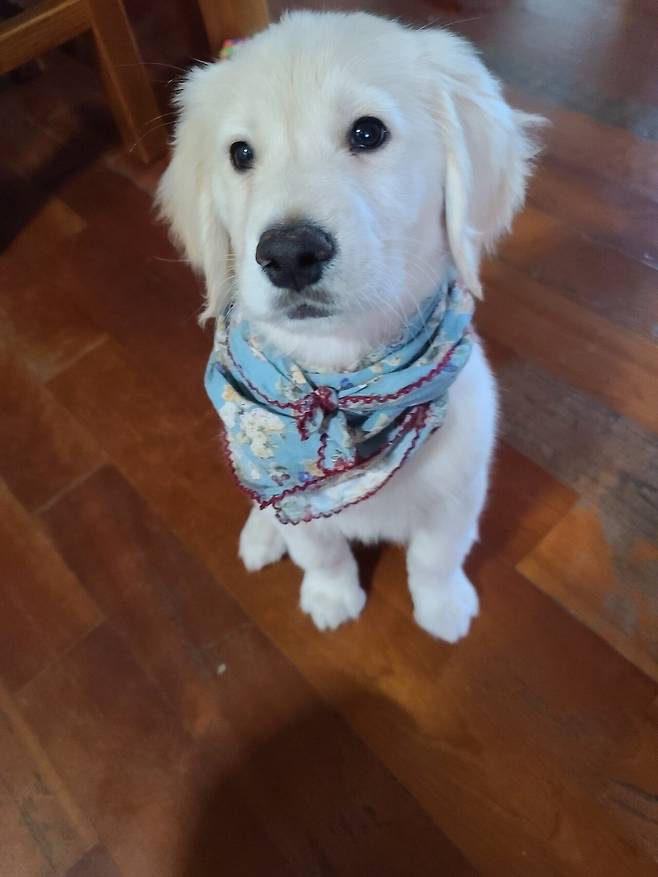 KakaoTalk_20250717_143301406_08.jpg 우리집 인절미 보고 가실래요?