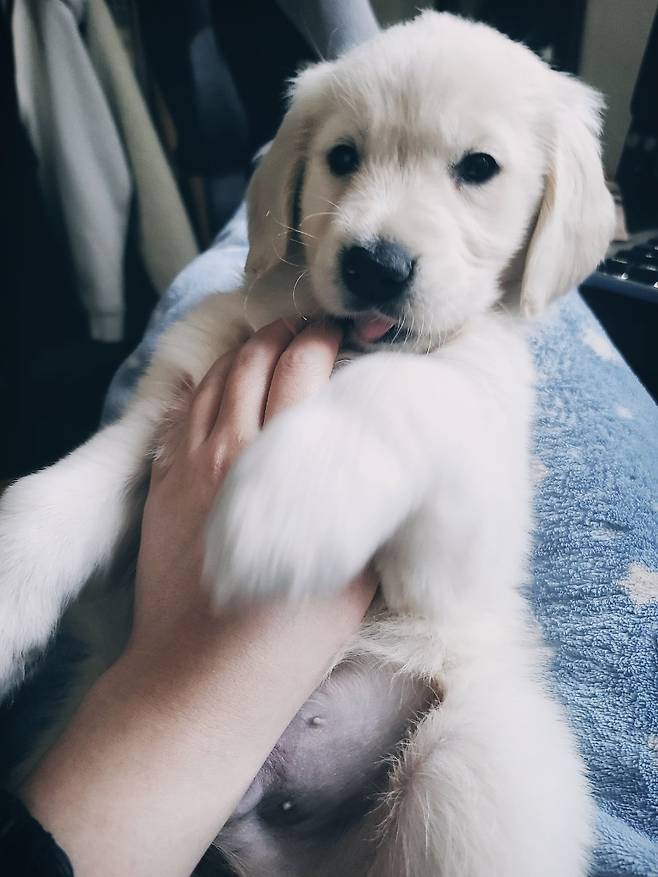 KakaoTalk_20250717_143301406.jpg 우리집 인절미 보고 가실래요?