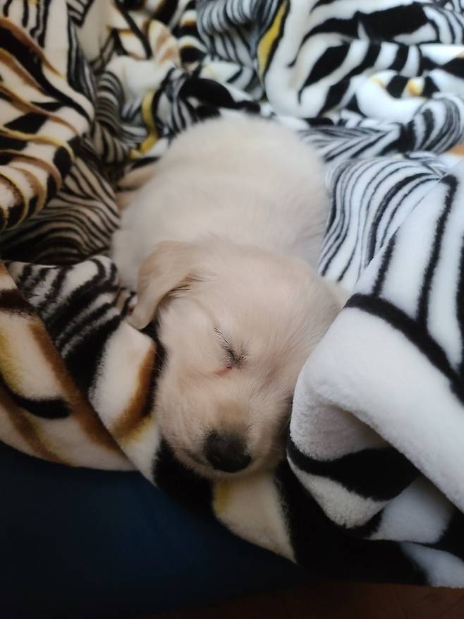 KakaoTalk_20250717_143301406_04.jpg 우리집 인절미 보고 가실래요?