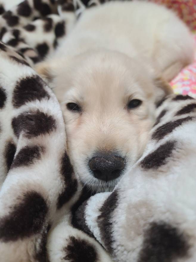 KakaoTalk_20250717_143301406_05.jpg 우리집 인절미 보고 가실래요?