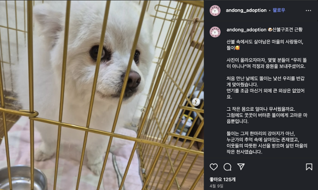 안동 유기견 보호소 '해파리홈' 사회관계망서비스(SNS)에 올라온 똘이 게시글. 인스타그램 캡처
