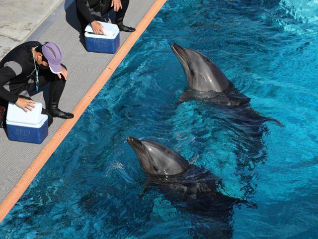 거제씨월드에서 큰돌고래들이 생태설명회에 동원되고 있다. 동물자유연대 제공