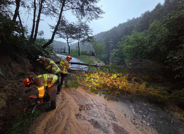 ▲ 16일 오후 7시 8분쯤 원주시 신림면에서 나무가 전도돼 소방당국이 안전하게 조치했다. 강원소방본부 제공
