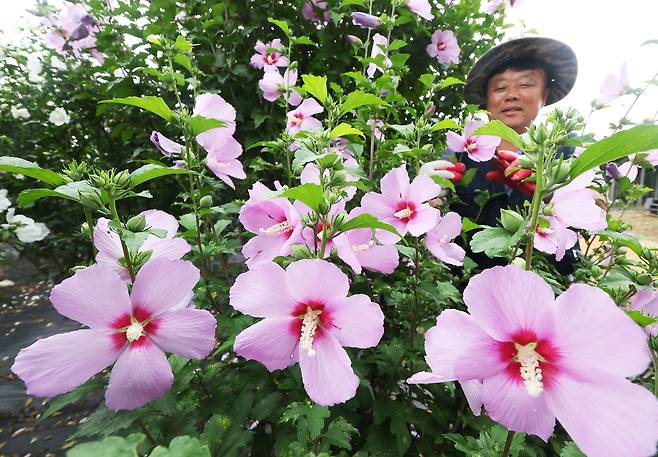 Hibiscus syriacus, also known locally as "mugunghwa" or rose of Sharon, the national flower of South Korea, blooms in Suwon, Gyeonggi Province, Wednesday. (Yonhap)