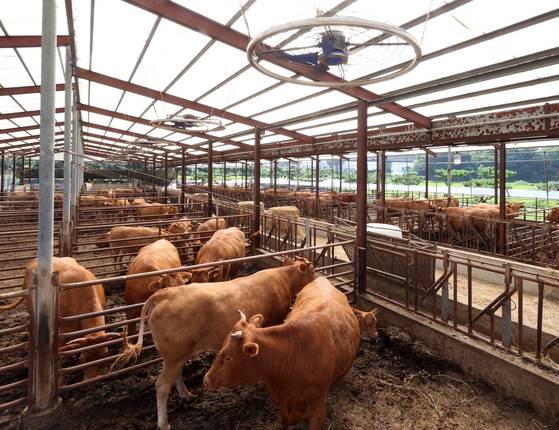 Cows are seen at a farm in Gangwon on Aug. 4, 2024. [YONHAP]