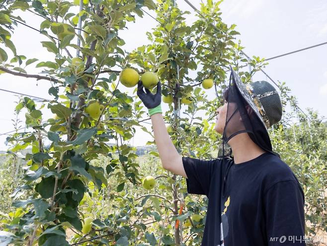 농촌진흥청 국립원예특작과학원 한 연구원이 대구 군위 사과연구센터에서 재배중인 사과 신품종 '골든볼' 생육상황을 살펴보고 있다. /사진=농촌진흥청