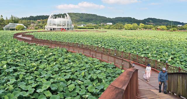 진초록 연잎이 수면에 가득한 회산백련지 물 위에 놓은 목책 산책로. 왼쪽 뒤로 보이는 게 유리온실 카페다.