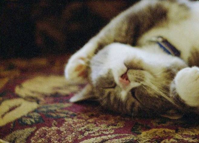 빛의 색을 담은 그릇 Pitcher of Colored Light, 2000-2007, 16mm, 컬러, 유성, 23분 (1) *재판매 및 DB 금지