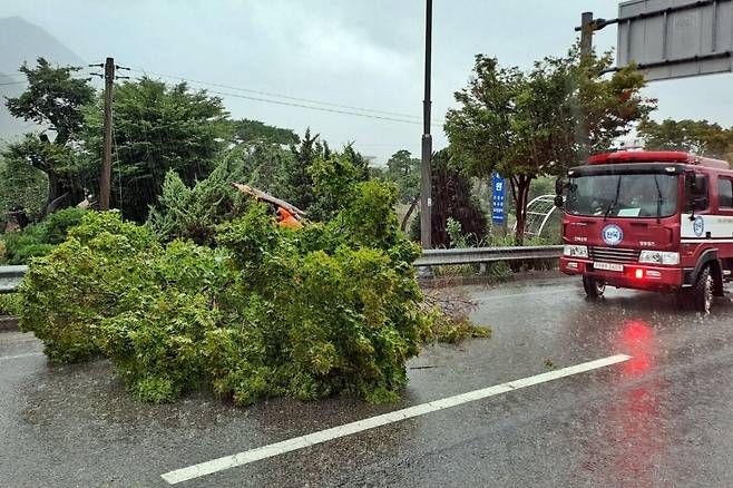 강풍을 동반한 집중 호우로 17일 오후 1시 11분쯤 전북 정읍시 입암면 입암교차로 인근 도로에 가로수가 쓰러지자 119 소방대원들이 출동해 제거 작업을 벌이고 있다. 전북도소방본부 제공