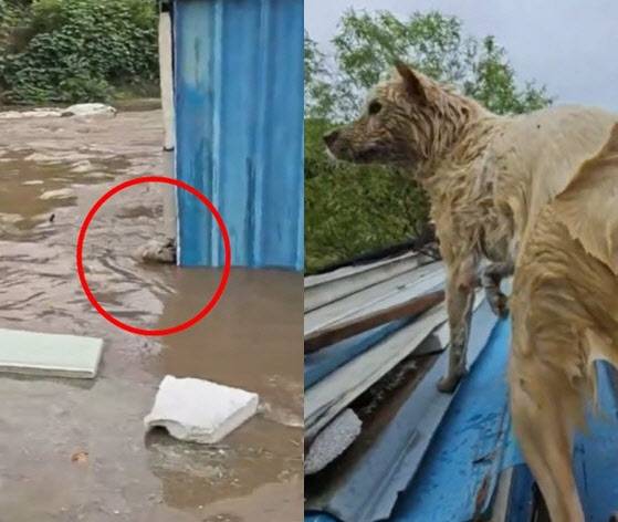 사진=숲 채널 '애견'