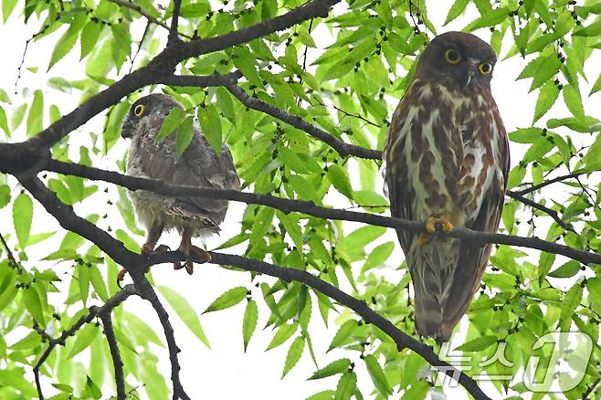 18일 경북 경주시 황성공원 고목나무에 천연기념물 324-3호 솔부엉이가 유조와 함께 앉아있다. 2025.7.18/뉴스1 ⓒ News1 최창호 기자