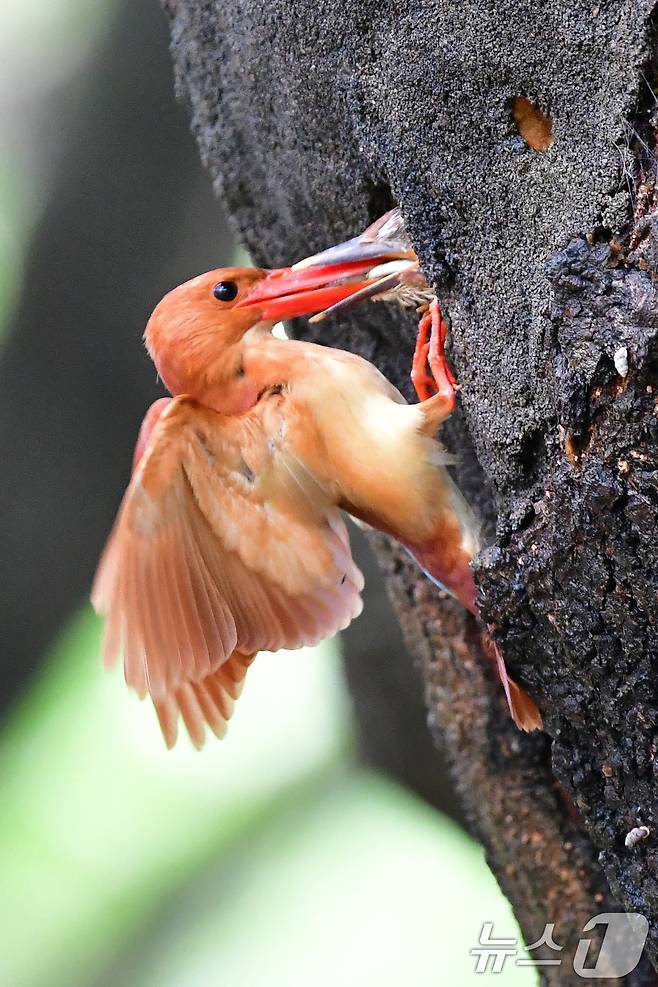 18일 경북 경주시 안강읍 옥산서원 숲 고목나무에 둥지를 튼 호반새가 새끼들에게 먹잇감을 물어다주고 있다..2025.7.18/뉴스1 ⓒ News1 최창호 기자