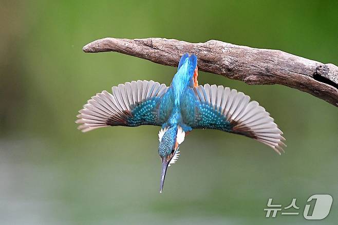 여름새인 물총새가 15일 오후 경북 포항시 북구 흥해읍 냇가에서 물고기를 잡기 위해 물속으로 뛰어들고 있다. 2025.7.15/뉴스1 ⓒ News1 최창호 기자