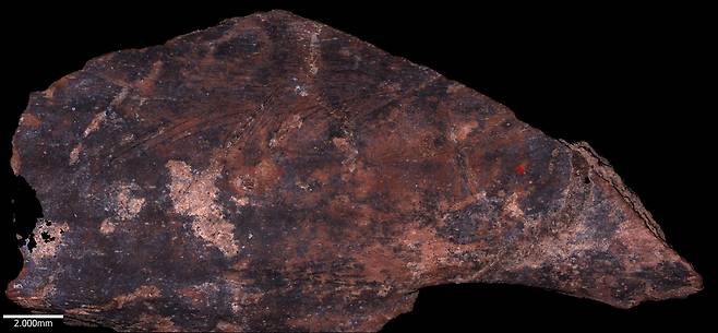 예루살렘 히브리대와 영국 런던 자연사박물관 공동 연구진은 이스라엘 북부의 아무드와 케바라 동굴에서 발견된 동물 뼈를 비교 분석했다. 사진은 아무드 동굴에서 발견된 샘플./히브리대