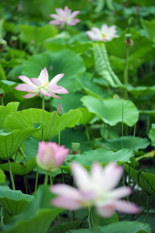 반야월 연꽃단지에서 꽃잎을 활짝 연 연꽃.