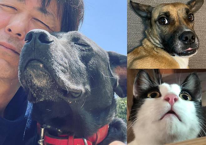 고급 외제차 페라리를 팔아 보호소 부지를 마련한 사이토 히로타카 씨는 현재 경트럭을 몰며 유기동물 돌봄에 전념하고 있다. 사진은 완즈프리(Wansfree) 보호소에서 보호 중인 동물들과, 운영자 사이토 사이토 씨의 모습. (@wansfree)