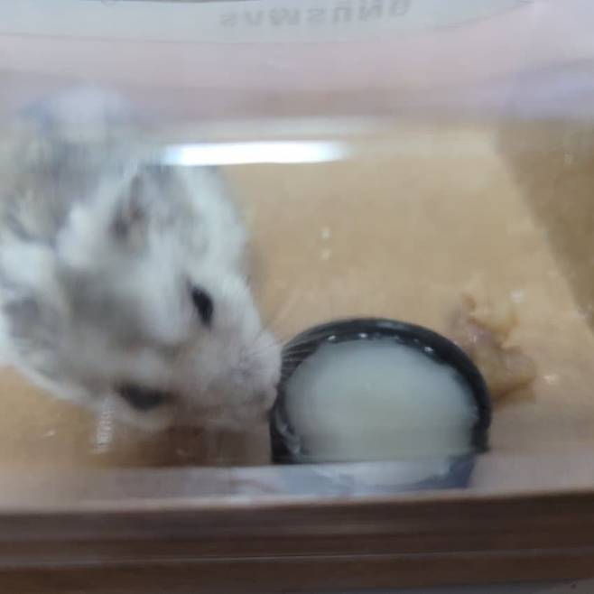 1000143986.jpg 의외로 동물계 주량 원탑 생물.