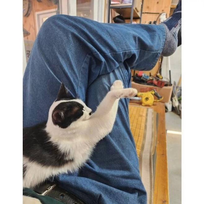 아빠 사무실에서 키우는 고양이.jpg