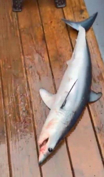 17일 오전 9시 55분께 강원 고성군 현내면 대진항 동쪽 약 3.7㎞(2해리) 해상에서 한 낚시객의 낚싯대에 상어가 건져 올라왔다./사진=속초해양경찰서 제공, 연합뉴스