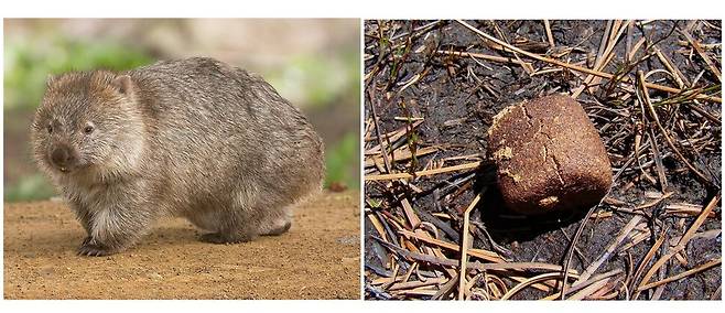 오스트레일리아에만 분포하는 유대류 동물 웜뱃(왼쪽)의 똥은 특이하게도 주사위 모양이다. 위키미디어 코먼스