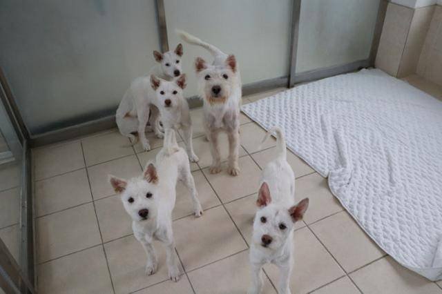 이 다섯 가족은 보호소에서 지낸지 채 1년이 지나지 않아 뿔뿔이 흩어졌다. 동물자유연대 제공