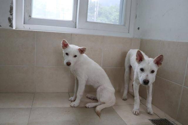 백일이와 백삼이는 보호소에 남아 두려움이라는 힘겨운 적과 싸우고 있다. 동물자유연대 제공