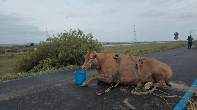 16~17일 내린 폭우로 침수 피해를 입은 충남 예산군 삽교읍 하포리 마을의 축사에서 구조된 소가 둑길에서 쉬고 있다. 이 마을에서 소 300여 마리를 키우는 한 축산 농가에 따르면 갑작스럽게 들이닥친 물에 대피시키거나 풀어주지 못해 죽은 소가 50여 마리에 이른다. 예산=윤형권 기자
