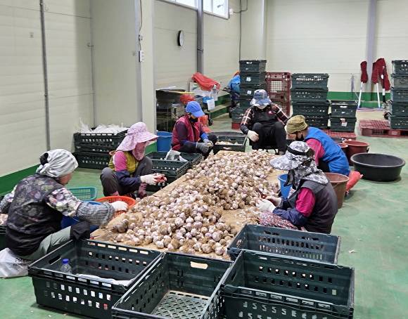 법인 관계자들이 마늘을 출하하고 있다[사진=태안군]