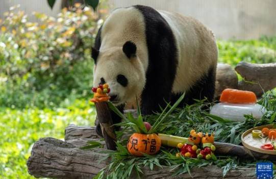 푸바오가 17일 쓰촨성 워룽 선수핑기지에서 생일상을 받았다. 사진 신화통신 캡처