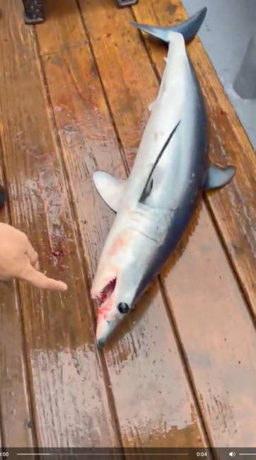 ▲ 17일 대진항 동방 3㎞ 해상에서 잡은 어린 상어.