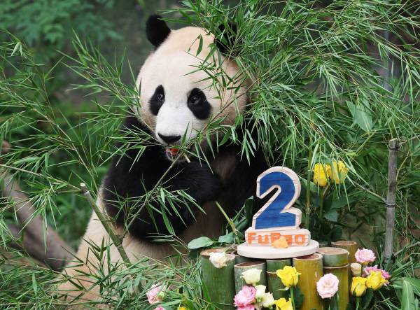 자료사진, 2022년 경기도 용인시 에버랜드에서 열린 2살 푸바오 생일잔치 현장. 연합뉴스