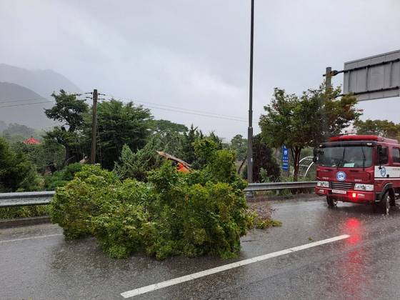 A firefighter clears a fallen roadside tree at an intersection in Ibang-myeon, Jeongeup, North Jeolla, at around 1:11 p.m. on July 17. [JEONBUK FIRE AGENCY]