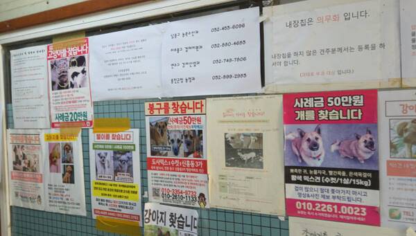 인천의 유기동물보호소에 보호자를 찾는 전단이 가득 붙어 있다. 박귀빈기자