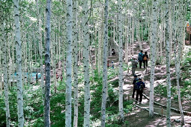 인제 원대리 자작나무숲