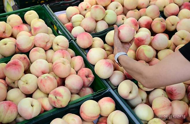 최근 계속되는 무더위와 폭우로 과일 가격이 폭등한 가운데 18일 오후 서울 서초구 하나로마트 양재점에서 시민들이 과일을 고르고 있다.  이상섭 기자