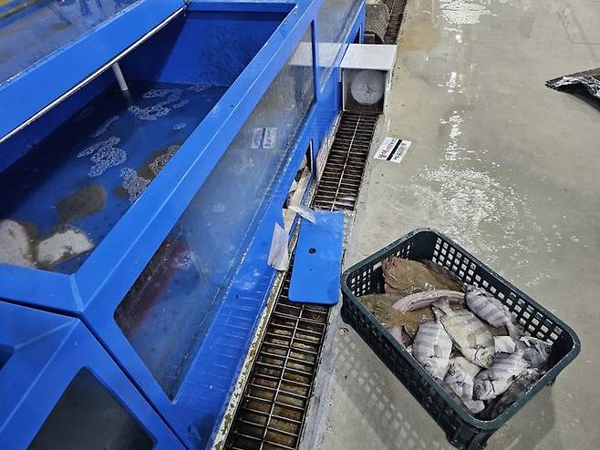 [당진=뉴시스] 김덕진 기자=18일 오전 충남 당진전통시장 어시장 건물 1층 한 횟집 앞 수족관에서 건져 올린 죽은 물고기들. 2025.07.18. spark@newsis.com *재판매 및 DB 금지