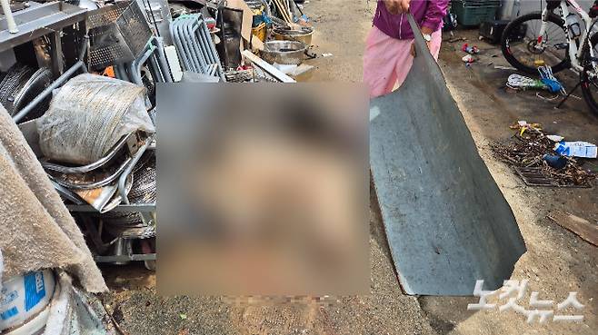 지난 17일 광주에 내린 폭우로 숨진 반려견들이 줄지어 놓여 있다. 한아름 기자