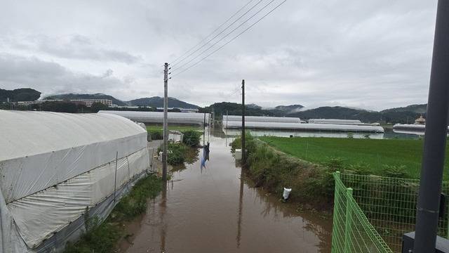 16일부터 쏟아진 집중호우에 물에 잠긴 호계리 들녘