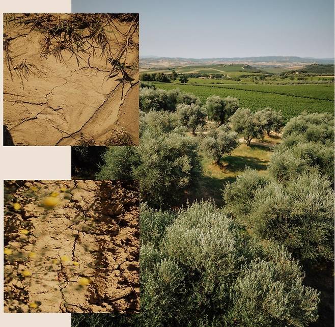 비냐 스푼탈리 포도밭과 토양.