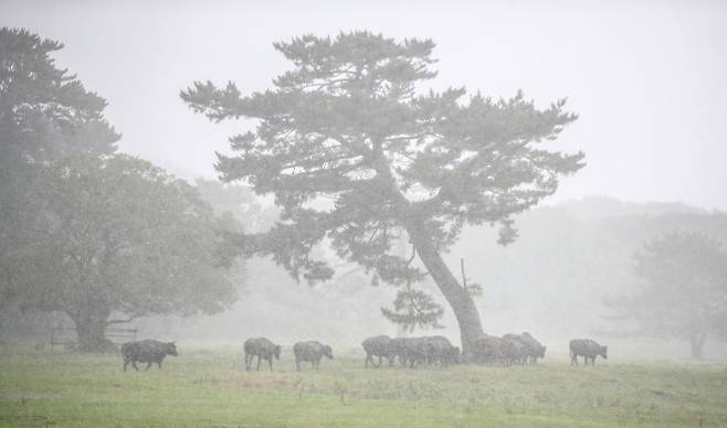 폭우 피하는 제주 흑우 - 비구름대가 활성화한 18일 오후 제주시 용강동 제주마 방목지에서 국가지정 천연기념물인 제주흑우가 강한 빗줄기를 피해 이동하고 있다. 뉴시스