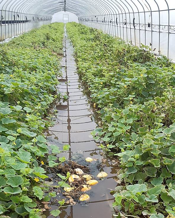 지난해 7월 10일 침수 피해 본 참외 하우스 [독자 제공.재판매 및 DB금지]