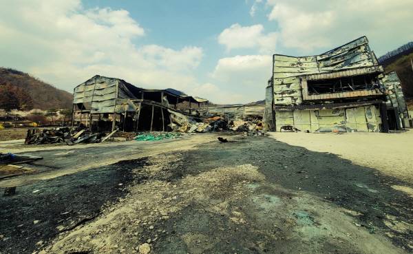 산불로 전소된 태현㈜ 의성 저온저장고. 사과 약 300톤(15억 원), 선별기·포장시설(5억 원), 지게차 3대(1억 원), 물류기기·부자재(3억 원), 기존 유통시설(25억 원), 신규 유통시설(30억 원) 등 전체 자산이 피해를 입었고, 현재는 철거가 완료된 상태다. 김동현 기자 jhass80@kyongbuk.com