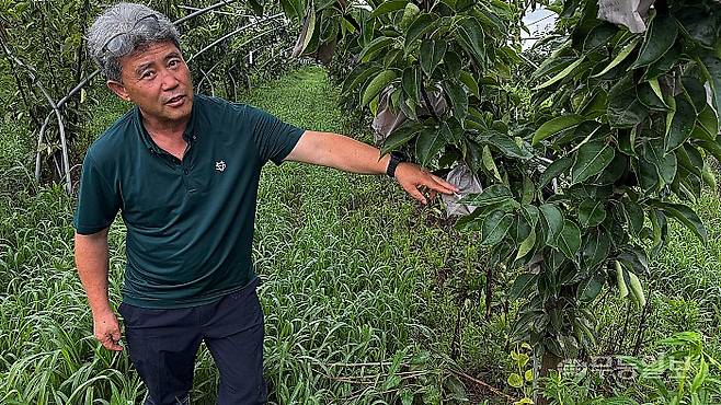 19일 오후 나주시 금천면 오강리 신현주(63)씨의 농가. 신씨가 사흘간 내린 폭우 당시 자신의 배 나무가 얼마만큼 잠겼었는지 손으로 가리키고 있다.