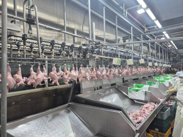 한 닭 가공 공장에서 생닭을 가공하는 모습/사진=김아름 기자 armijjang@