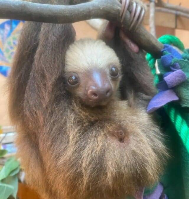 그 동안 방귀를 뀌지 않는다고 알려진 나무늘보가 실제로는 엄청나게 많은 가스를 배출하는 것이 최근 밝혀졌다. (출처=Andrés S. Bräutigam)