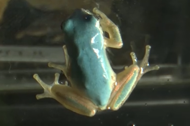일본 이와테현에서 발견된 하늘색 청개구리. 사진=TV아사히 캡처