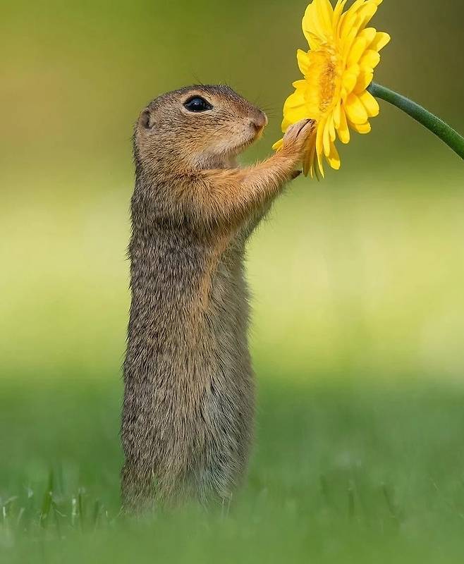 bebf16b4a5bdaa65e15a52c304f2628d.webp.ren.jpg 꽃 향기 맡는 쥐.jpg