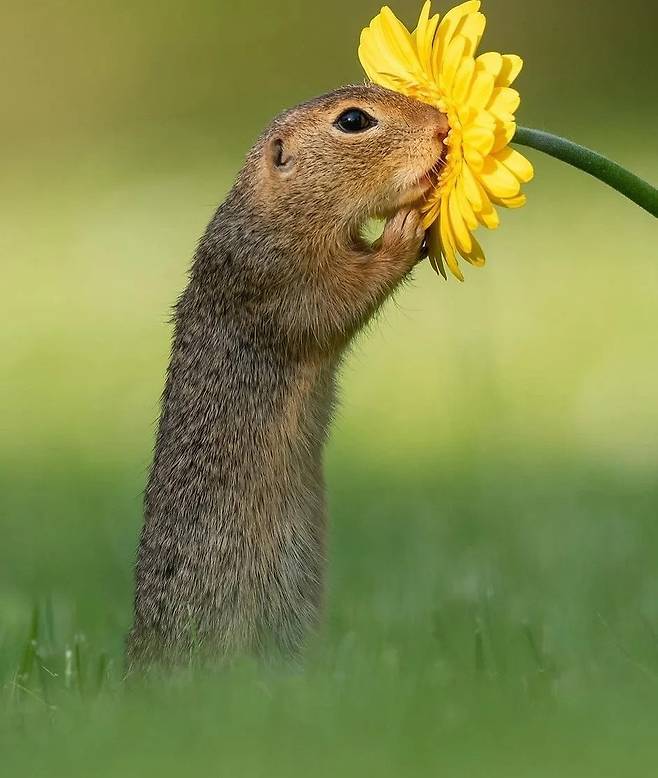 c263e2e1e7d2308512dcde151b8fb7e1.webp.ren.jpg 꽃 향기 맡는 쥐.jpg