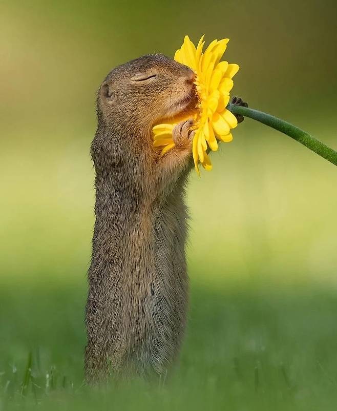 8a03ed2b8389d2349fa407bfcf6ed0bb.webp.ren.jpg 꽃 향기 맡는 쥐.jpg