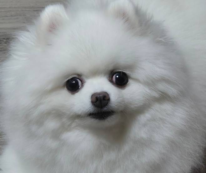 울이쁜 뽀삐 오래오래 살아라